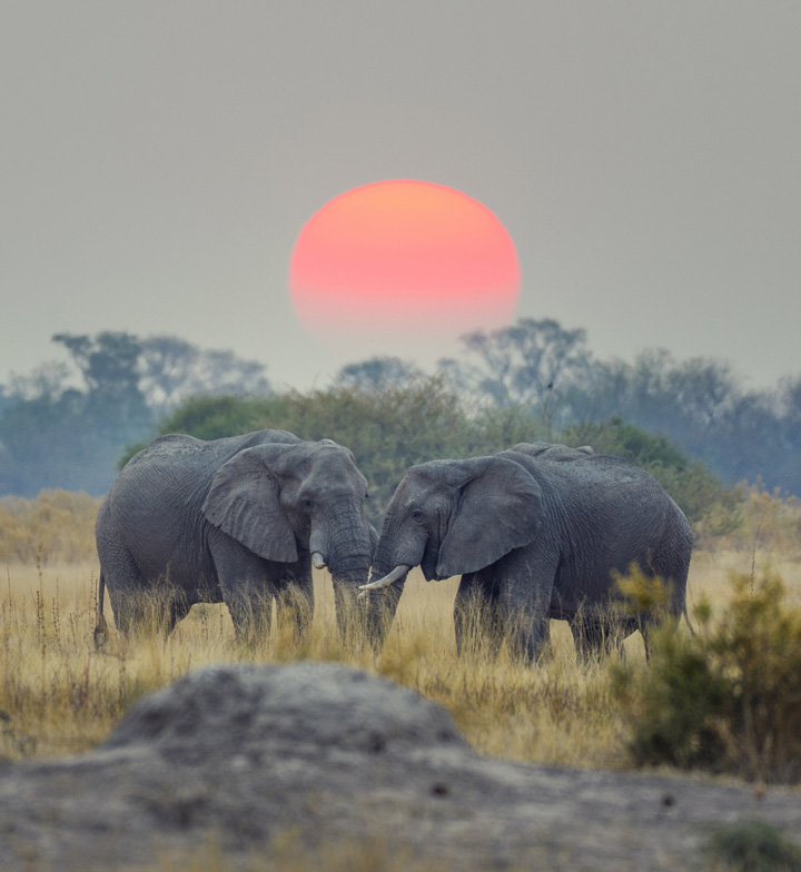 two elephants in african plains with sunset behind them