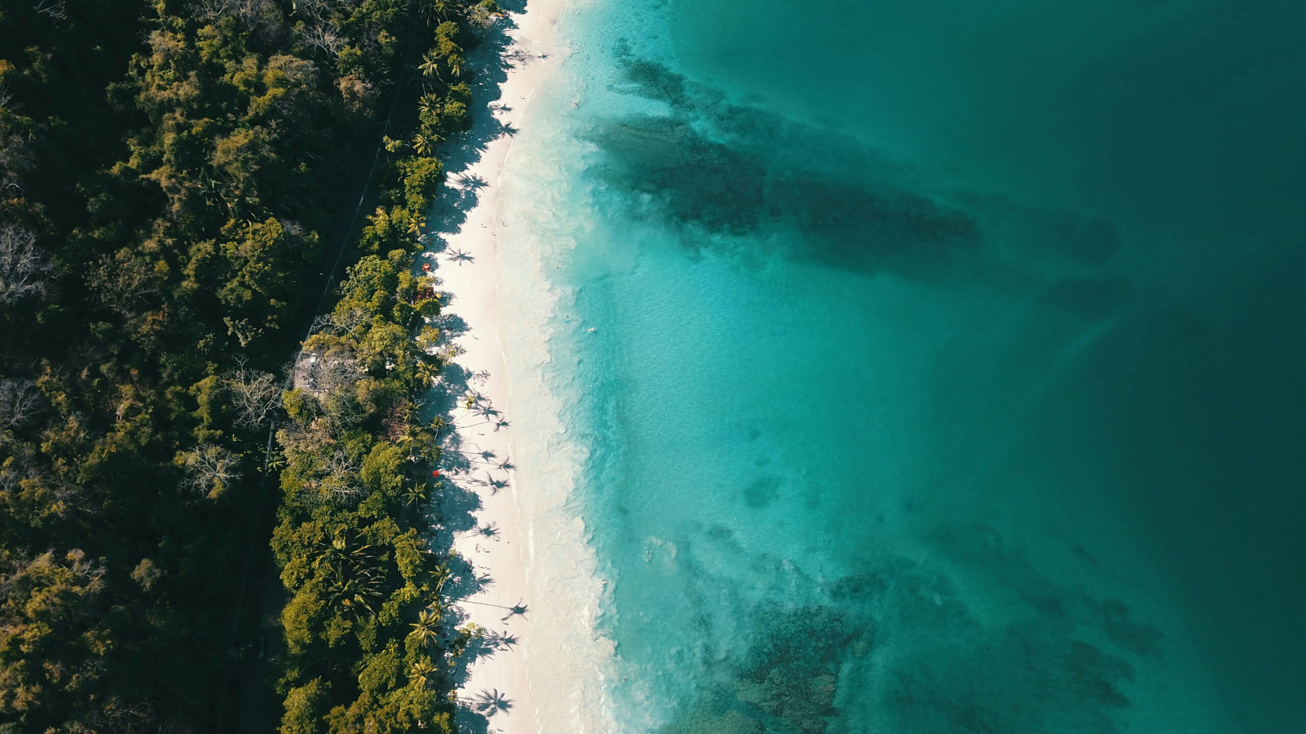 aerial view of a tree lined beach