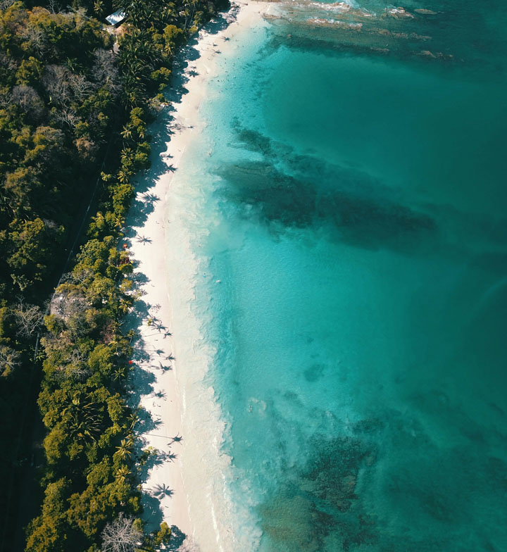 aerial view of a tree lined beach