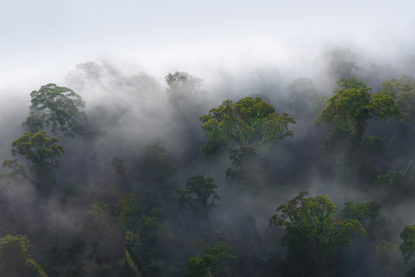 view of mist in the canopy of the jungle in danum valley borneo