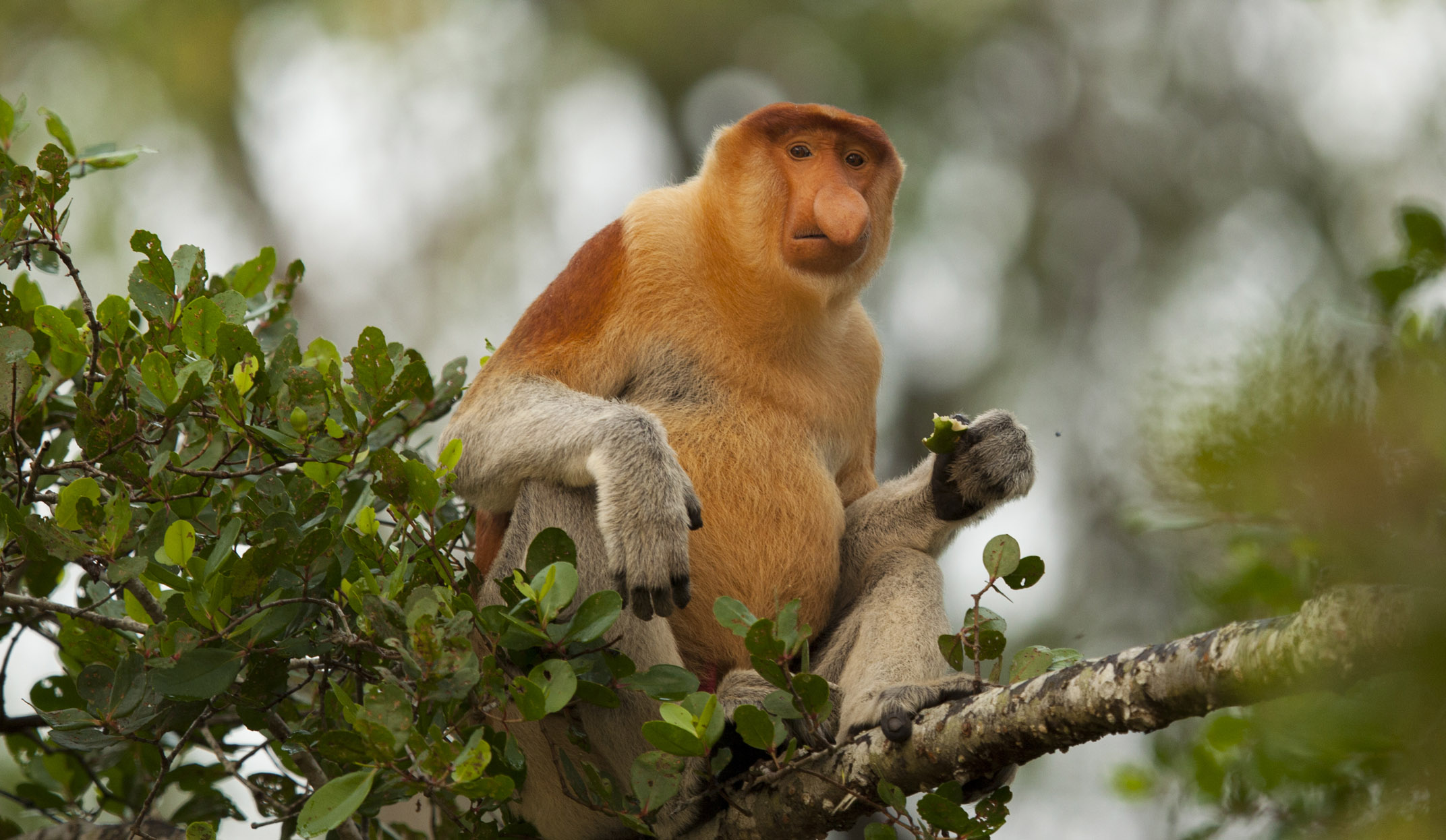 Male proboscis monkey sitting along the Kinabatangan River, Borneo.