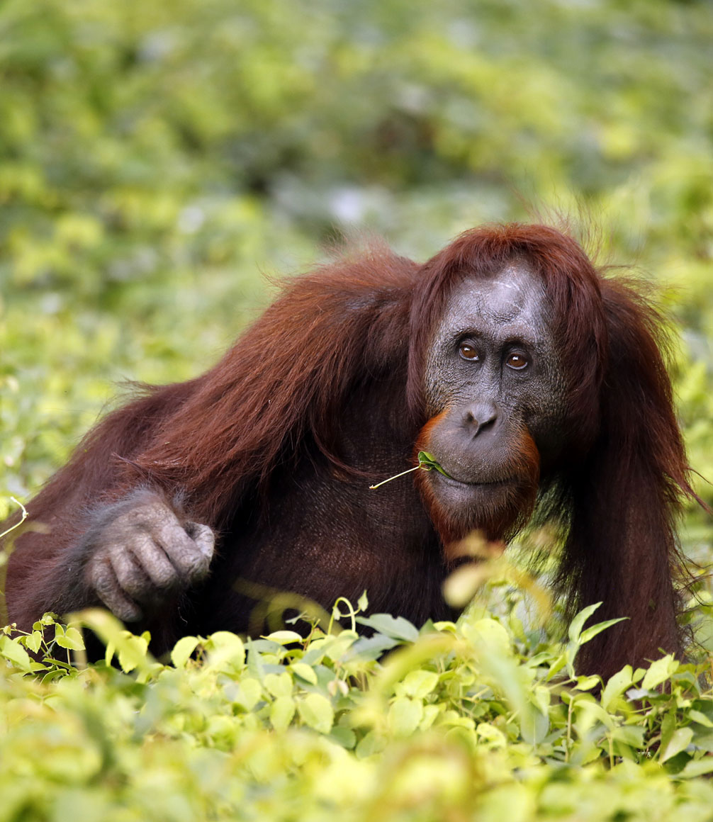 Bornean Orangutan (Pongo pygmaeus) Feeding. Kinabatangan River, Abai, Sabah Borneo, Malaysia