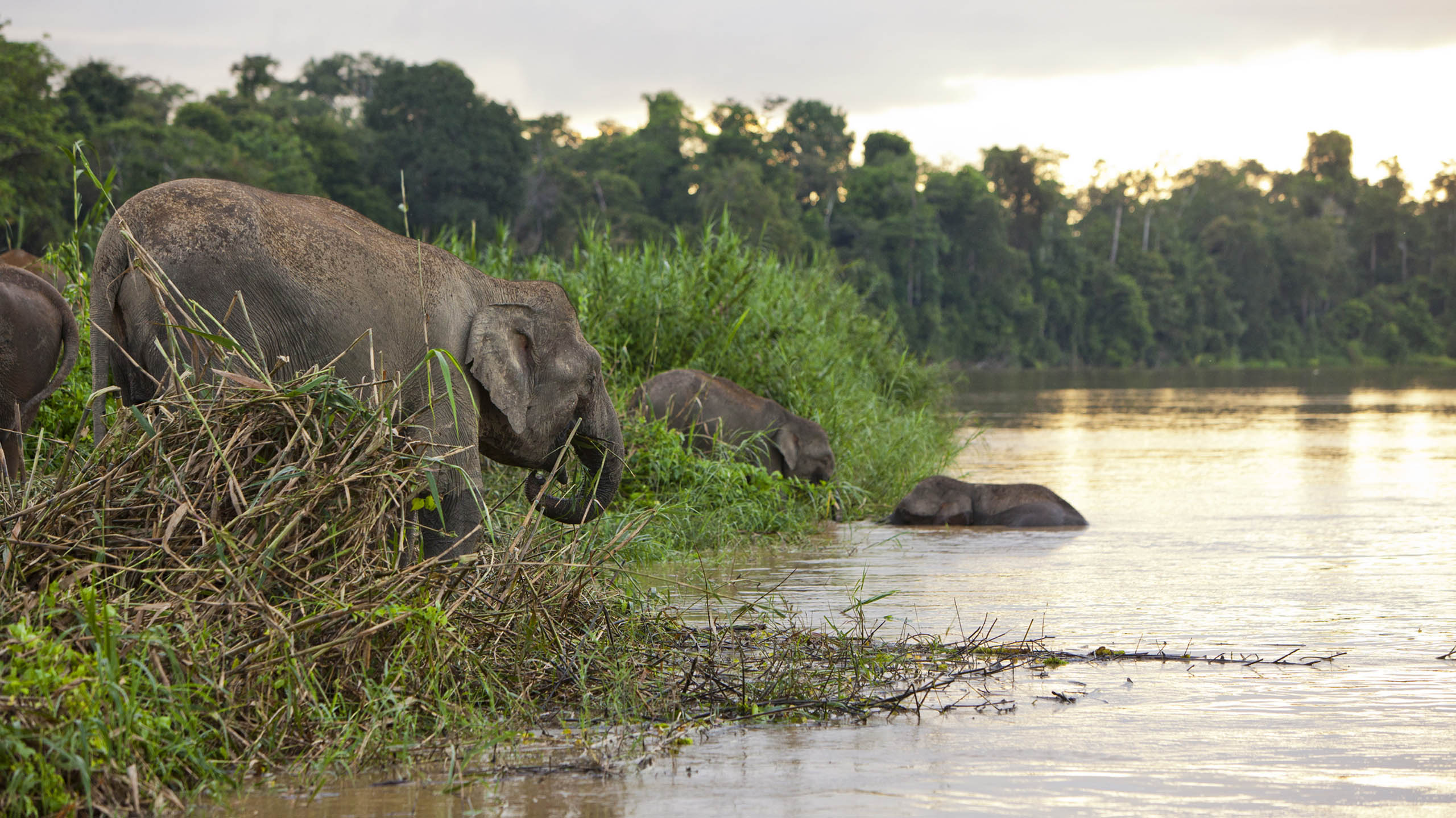 Pygmy elephants on the Kinabatangan River, Sabah. Borneo, Malaysia.