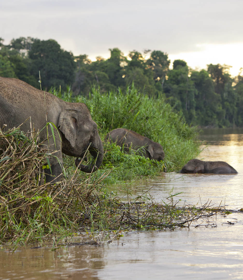Pygmy elephants on the Kinabatangan River, Sabah. Borneo, Malaysia.