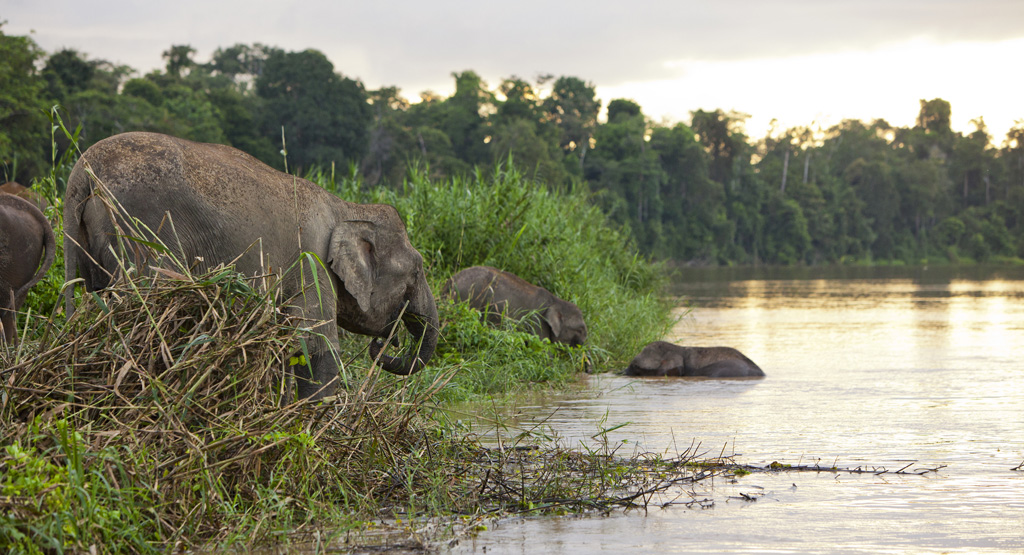 pygmy elephants on the Kinabatangan River, Sabah. Borneo, Malaysia.