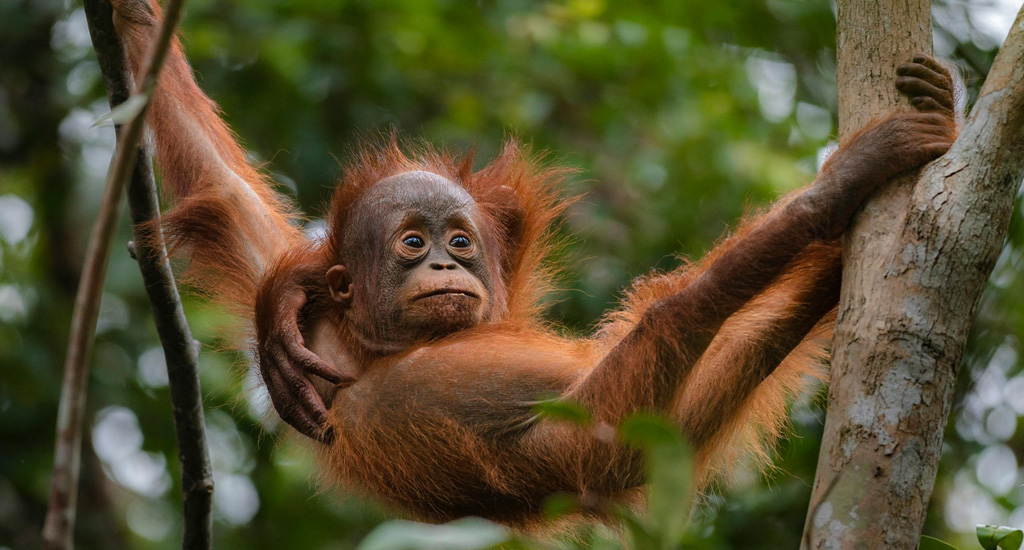 juvenile orangutan at sepilock orangutan sanctuary in borneo
