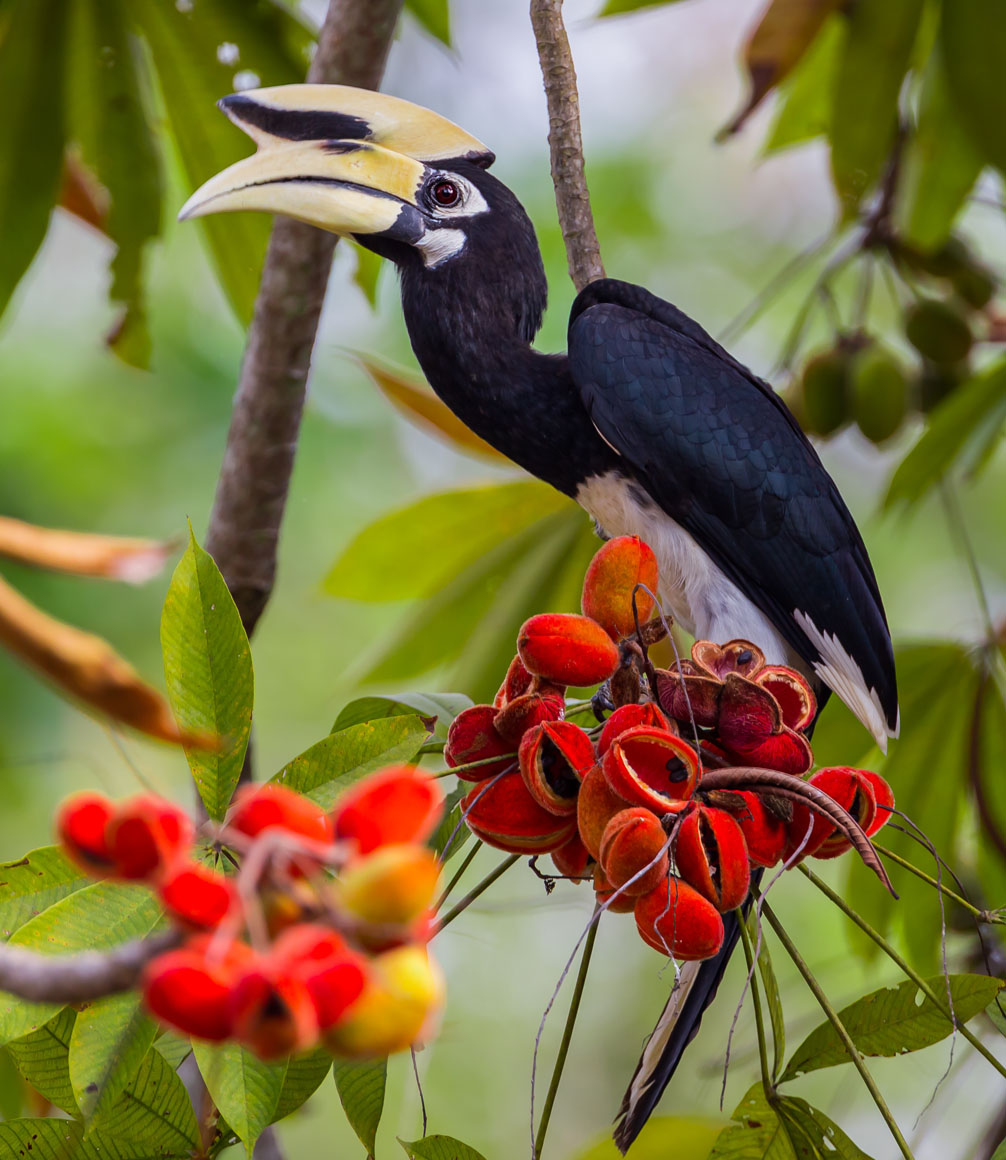 Close up portrait of Oriental pied hornbill(Anthracoceros albirostris)