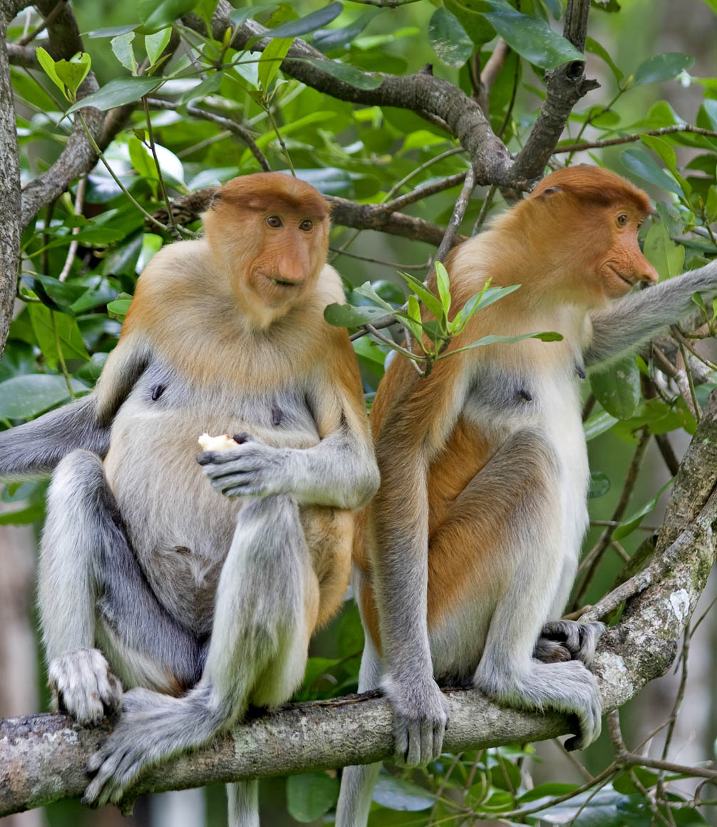 proboscis monkeys in the borneo forest