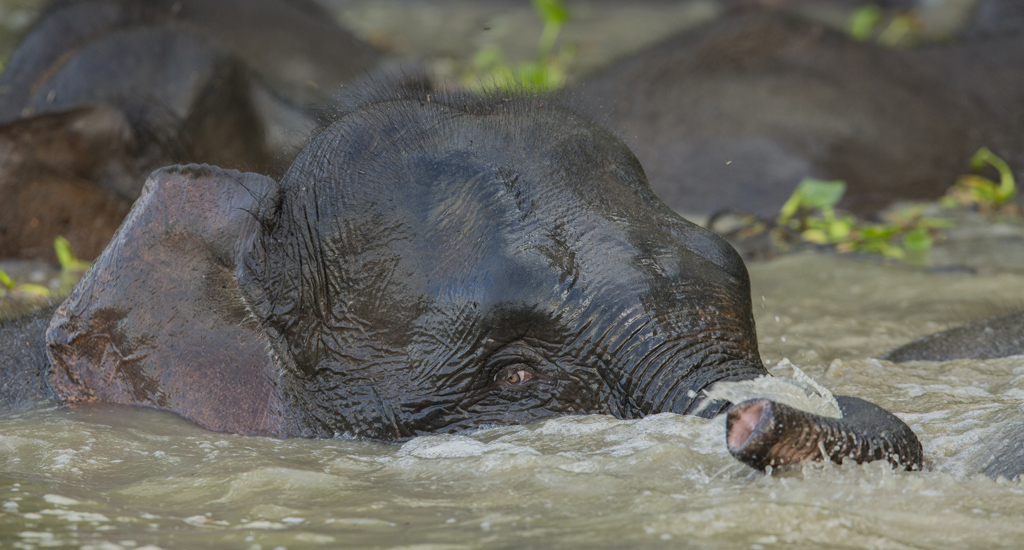 Bornean pygmy elephant resting on the riverbank of the Kinabatangan River, Malaysian Borneo