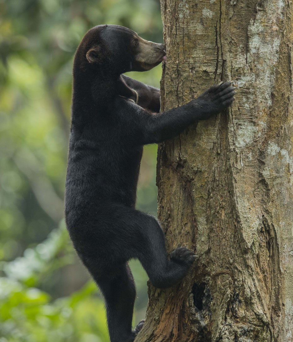 borneo sun bear climbing a tree in borneo