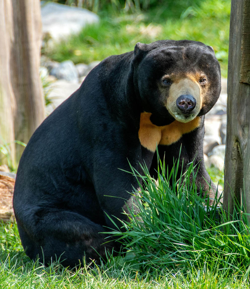 sunbears at sunbear sanctuary in borneo