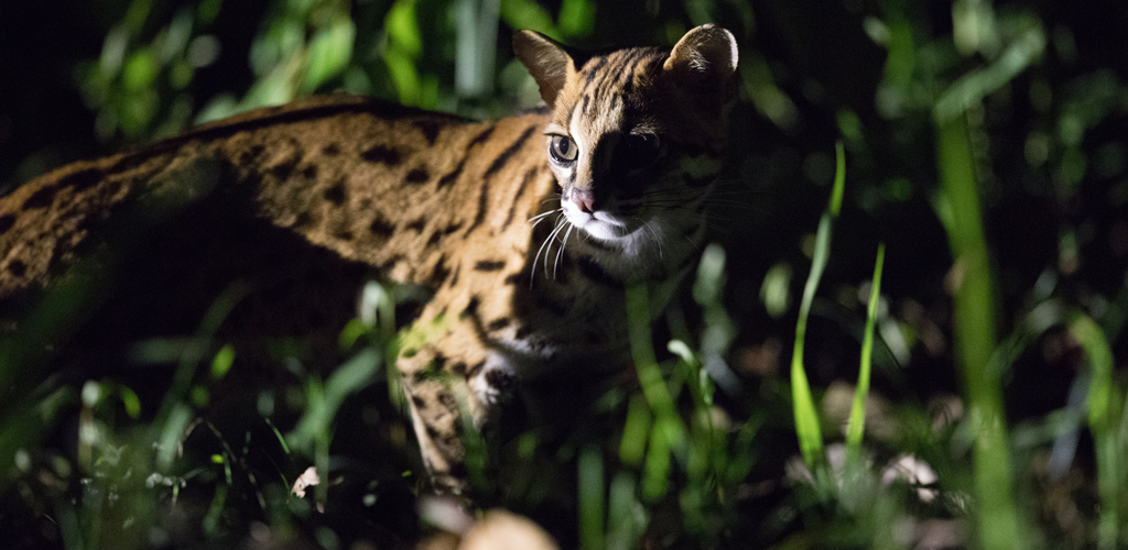 Sunda Leopard Cat at night