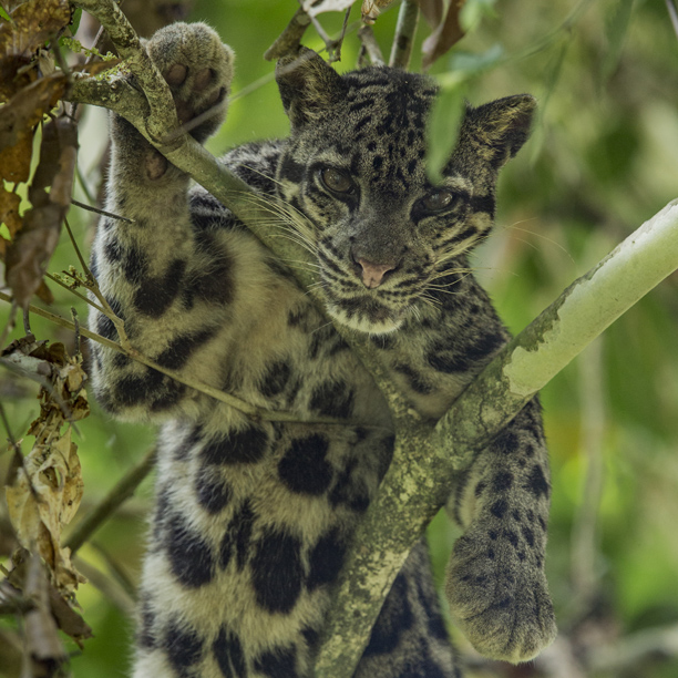 clouded leopard in tree at sungai kapur in borneo