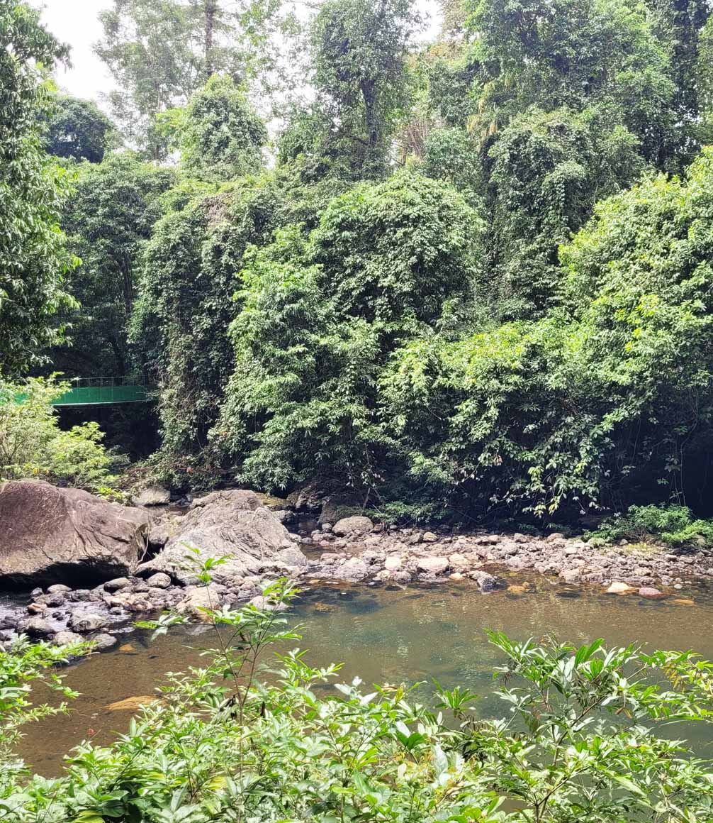 pond in the forest in tabin reserve