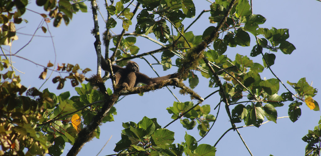 primate in tree in tabin wildlife reserve