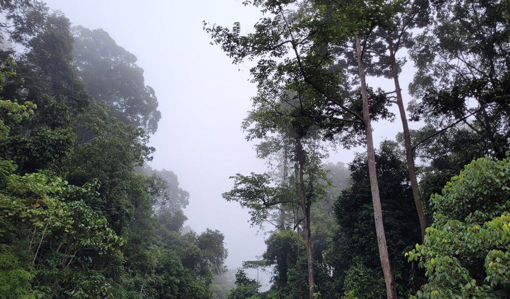 view of the canopy of the rainforest in borneo at deramakot reserve in the mist