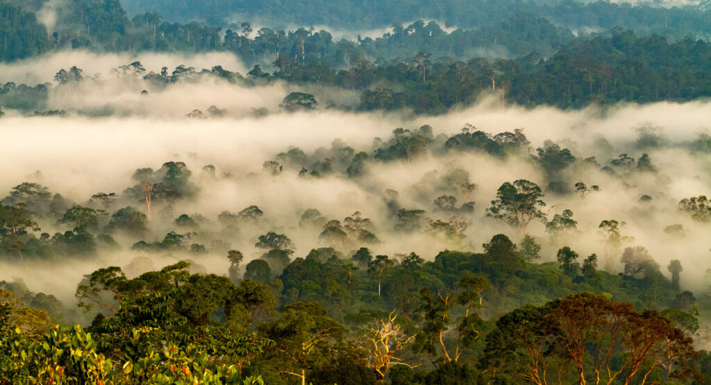 RAINFOREST OF DANUM VALLEY NATIONAL PARK, BORNEO, MALAYSIA