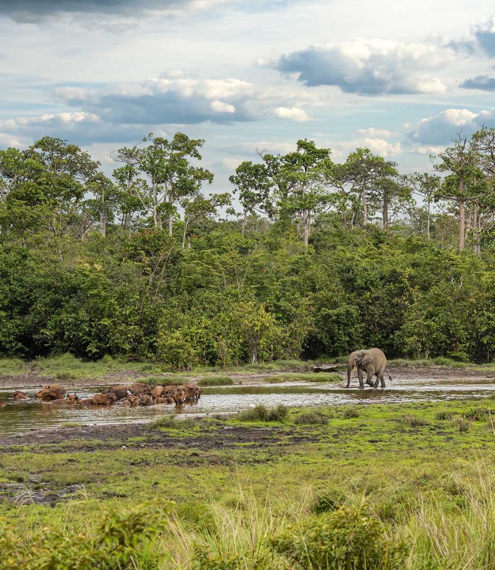 Rare wildlife shot of an African forest elephant (Loxodonta cyclotis) together with a herd of African Forest Buffalos (Syncerus caffer nanus) in a Bai in Gabon