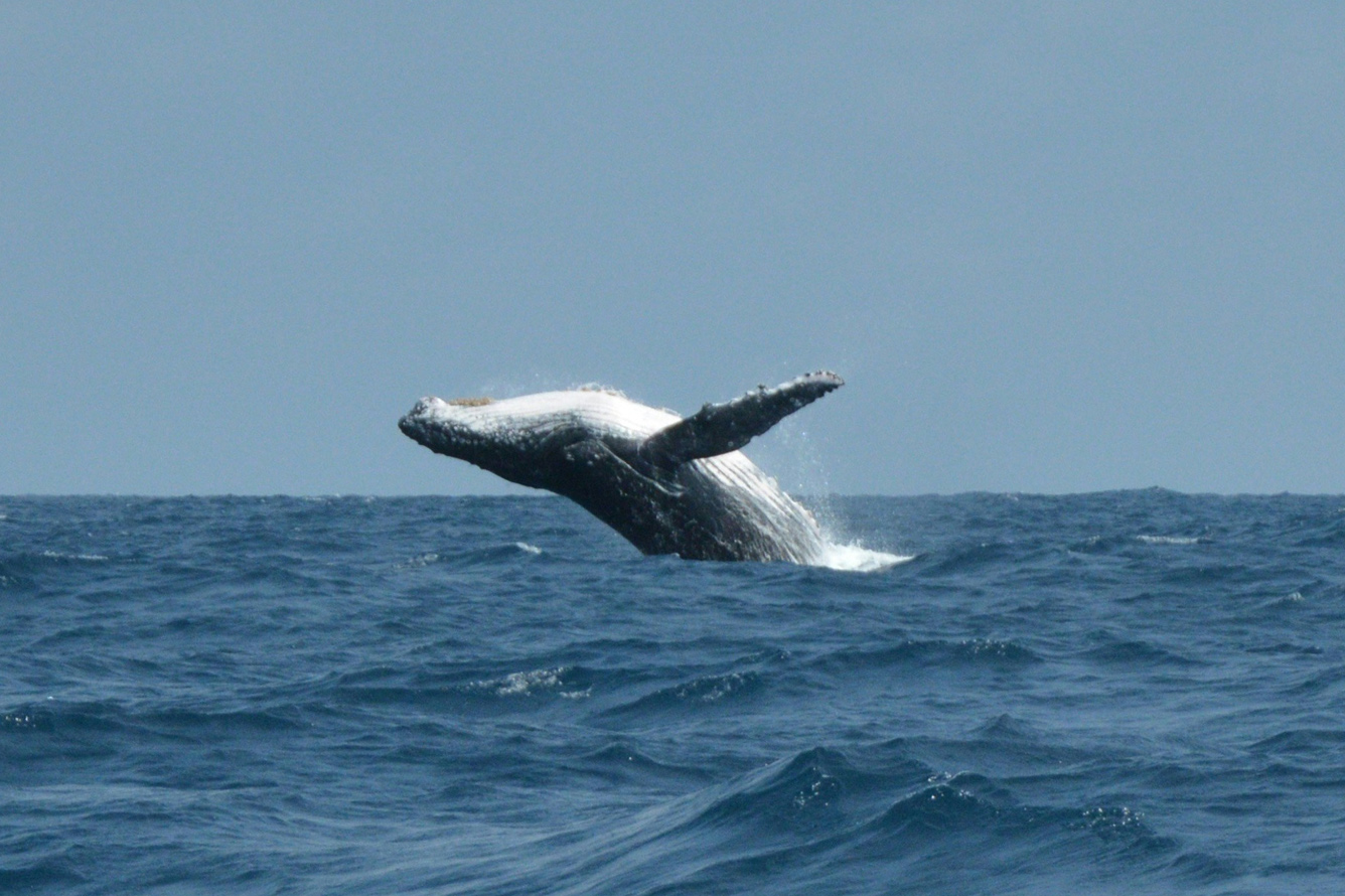 humpback whales in waters off gabon