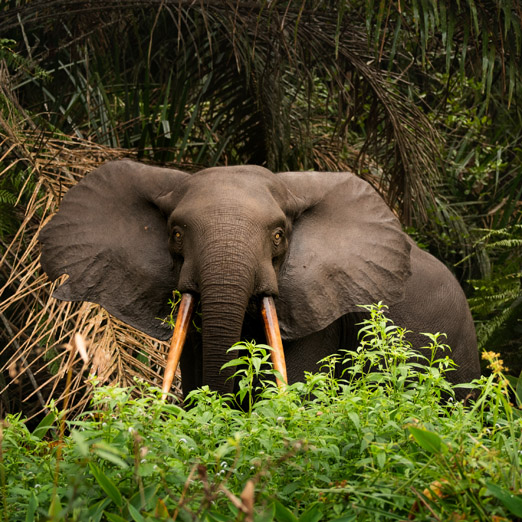 African Forest Elephant Loxodonta In Loango National Park In Gabon