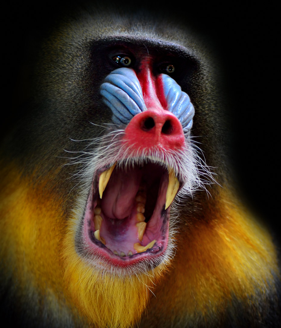 Portrait of a male mandrill in lope national park gabon