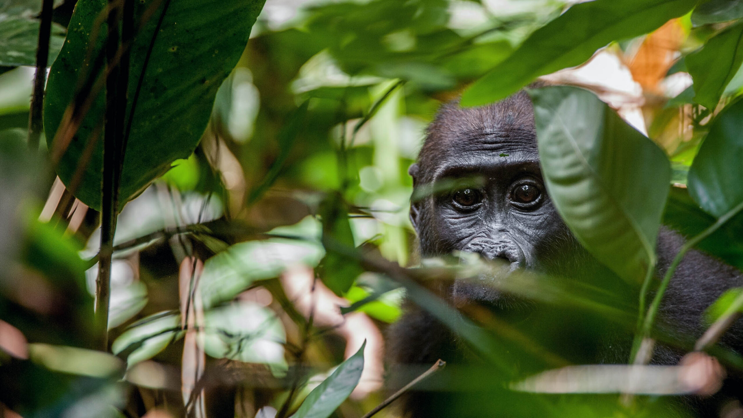 Western Lowland gorilla in jungle of Gabon