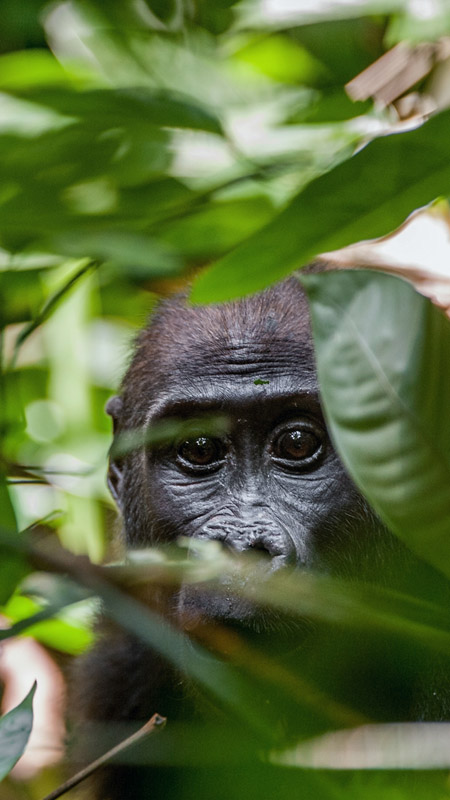 Western Lowland gorilla in jungle of Gabon