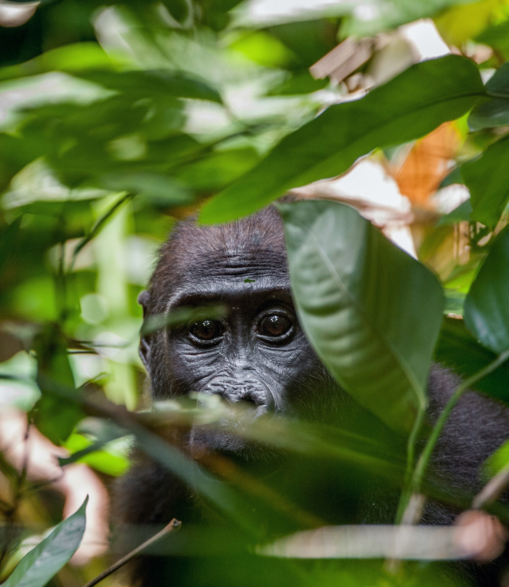 Western Lowland gorilla in jungle of Gabon