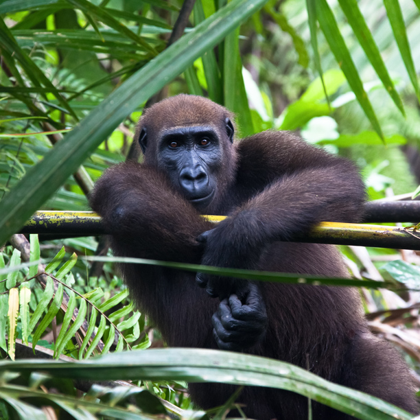 Western Lowland gorilla in jungle of Gabon