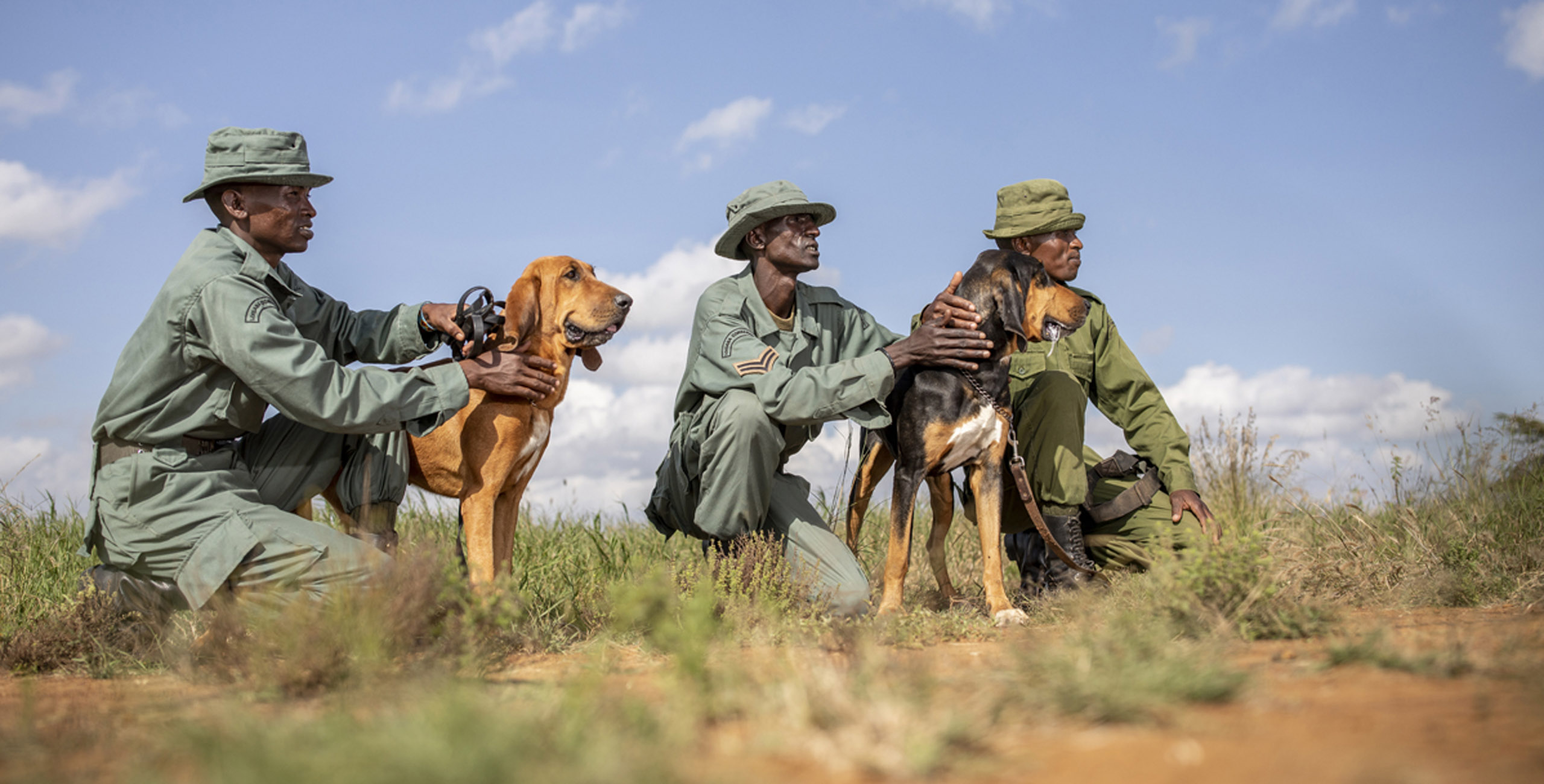 anti poaching canine team at loisaba in kenya