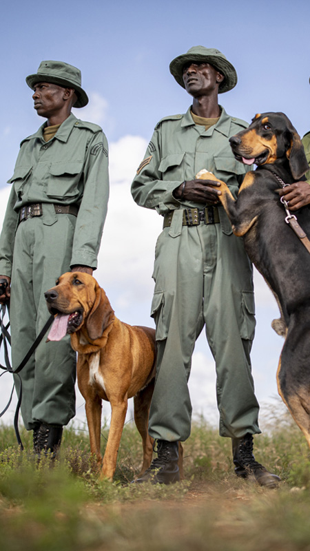 anti poaching canine team at loisaba in kenya