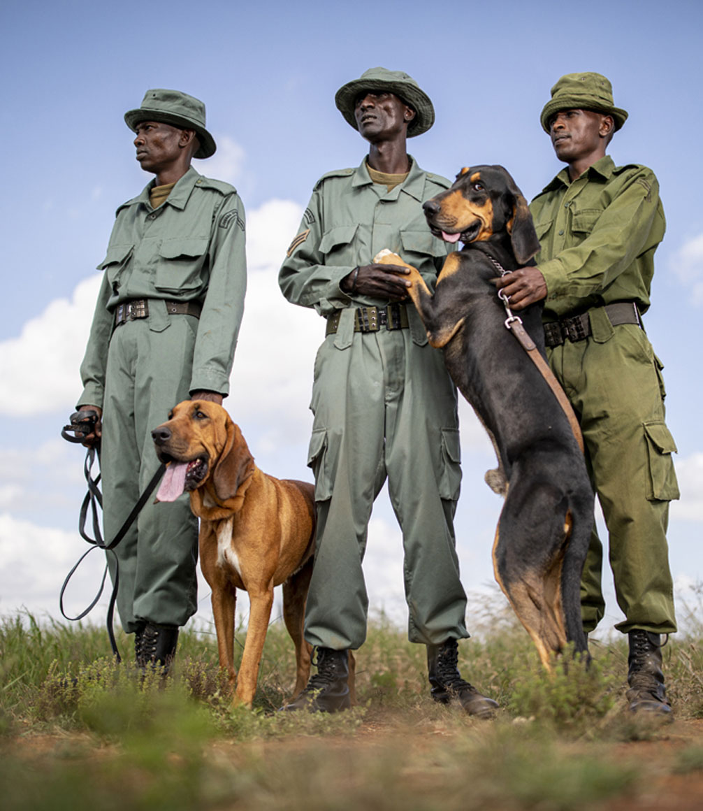 anti poaching canine team at loisaba in kenya
