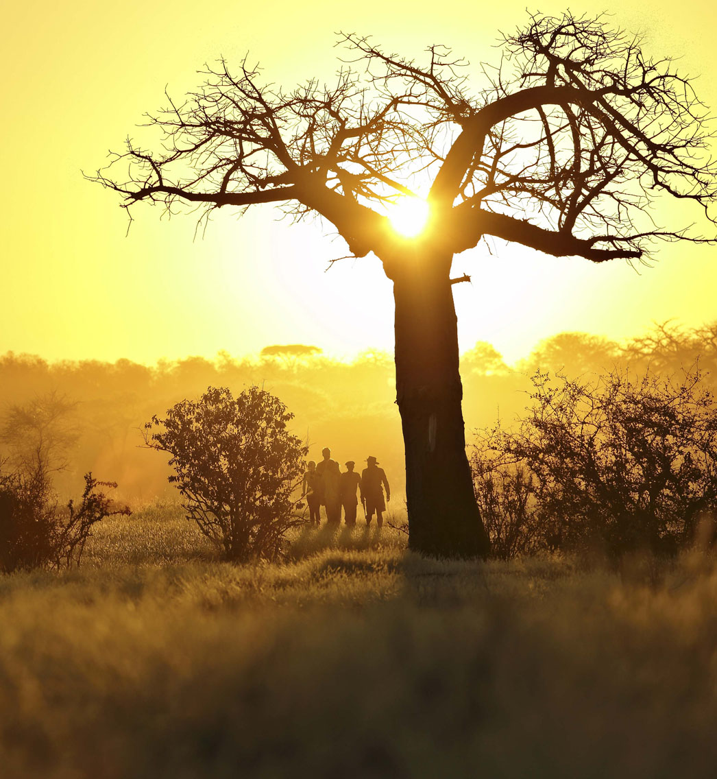 ruaha national park kichaka walking safaris