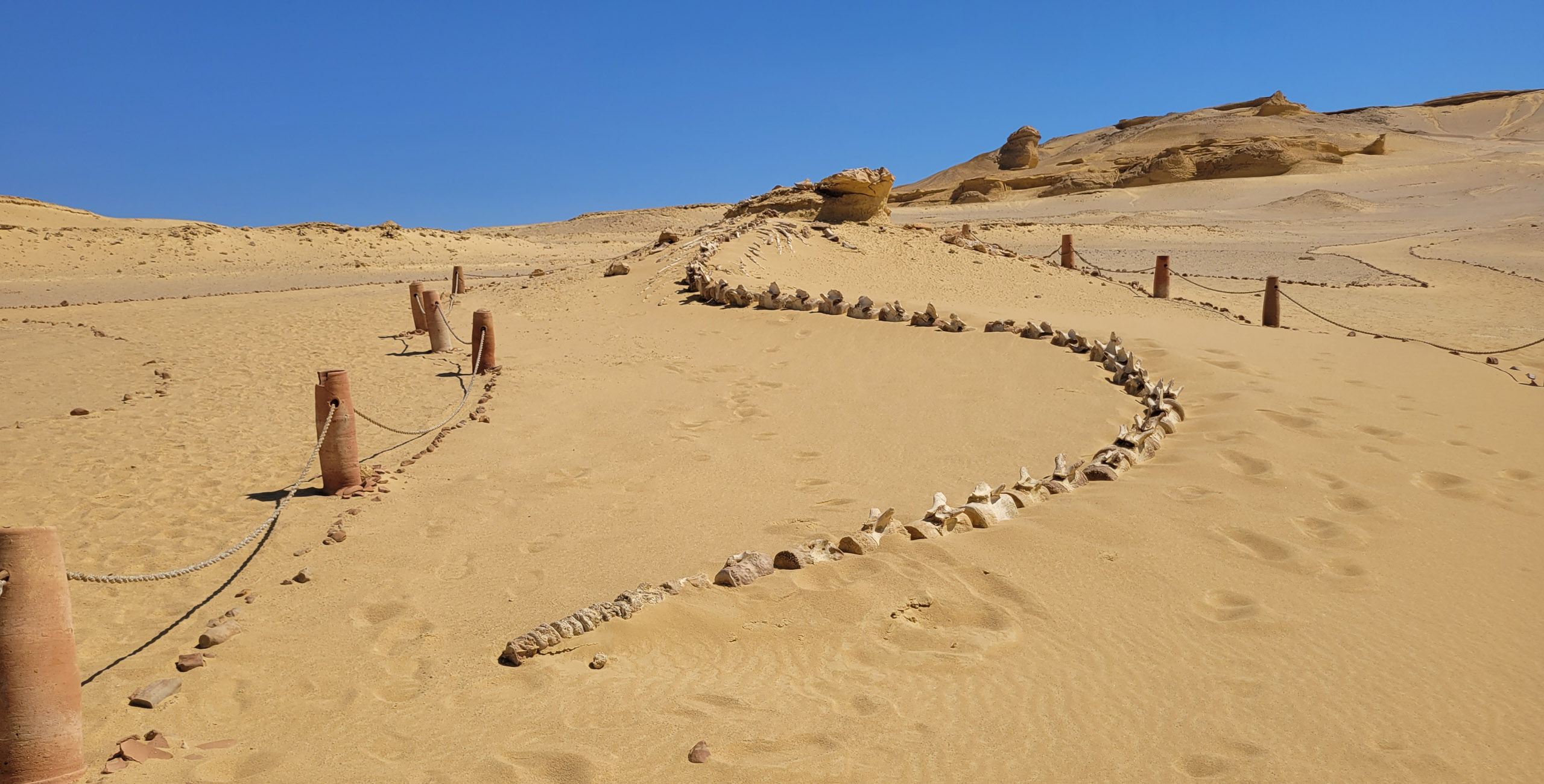 luxury private tour of wadi al hitan walking whales fossils