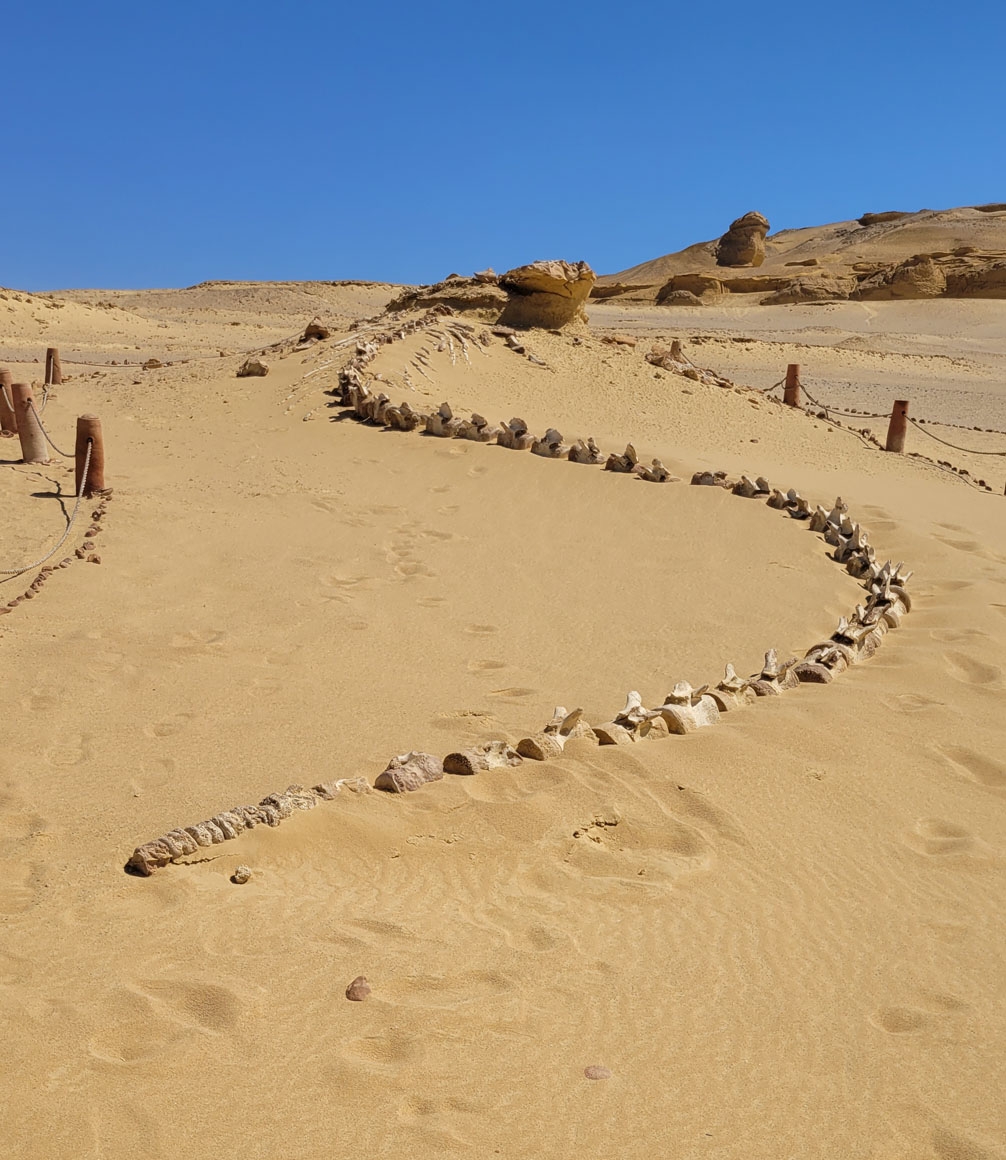 luxury private tour of wadi al hitan walking whales fossils
