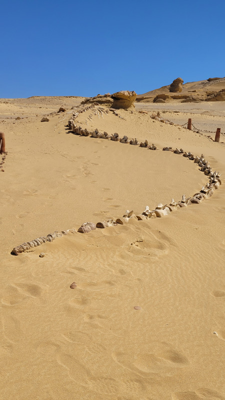 luxury private tour of wadi al hitan walking whales fossils