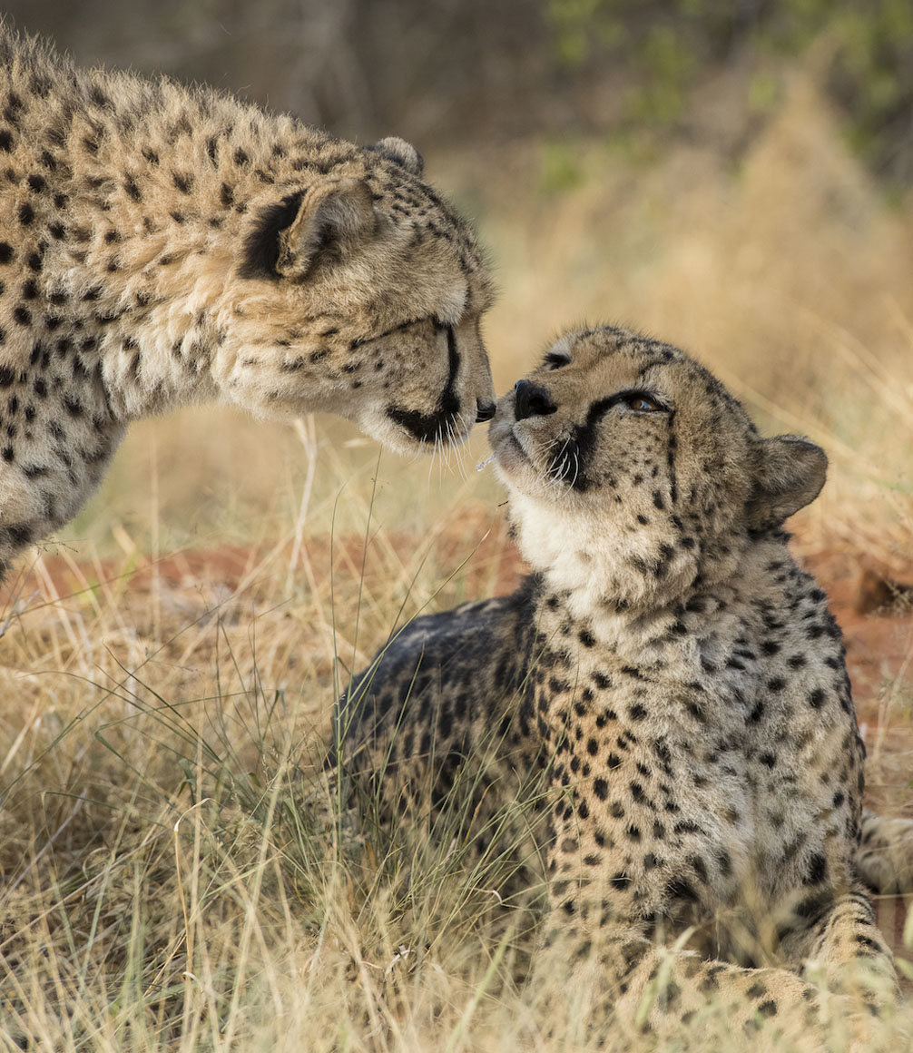 cheetah at okonjima on safari in namibia
