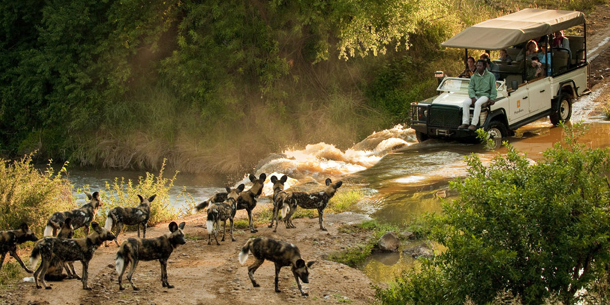 wilddog sighting and family on safari at south africa at morukuru farm house
