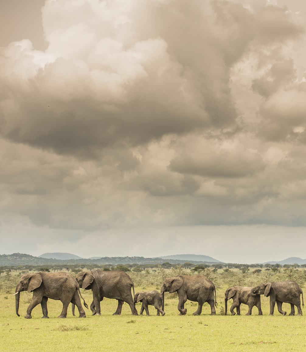 elephant herd walking across the grumeti plains in tanzania