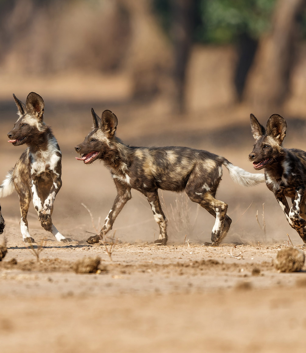 Specialist wild dog safari Zimbabwe – tracking painted wolves in Savé Valley”