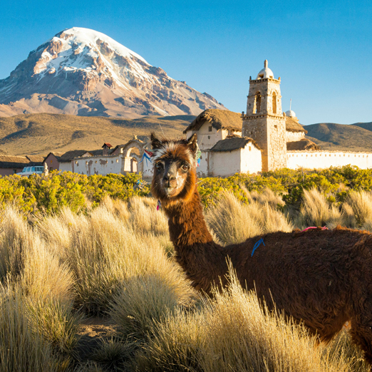mountain village and alpaca in sajama national park bolivia