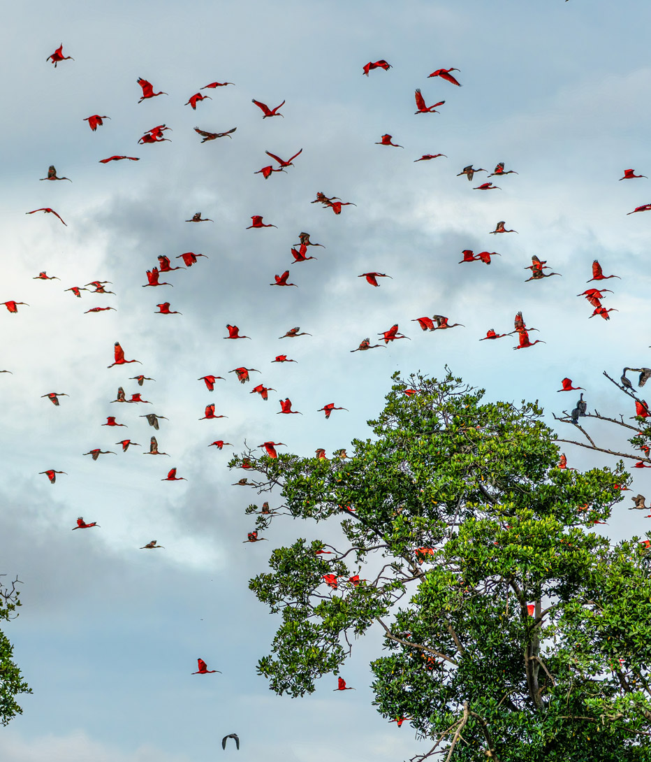 Large red scarlet ibis flying in the Delta of the Parnaiba River in Brazil