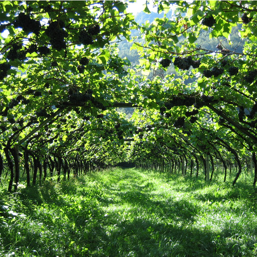 view through the vinyards in millahue valley