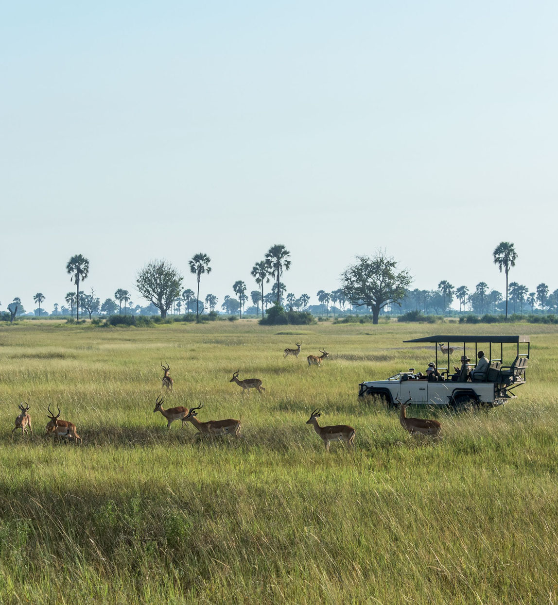 botswana xigera lodge game drive and wildlife