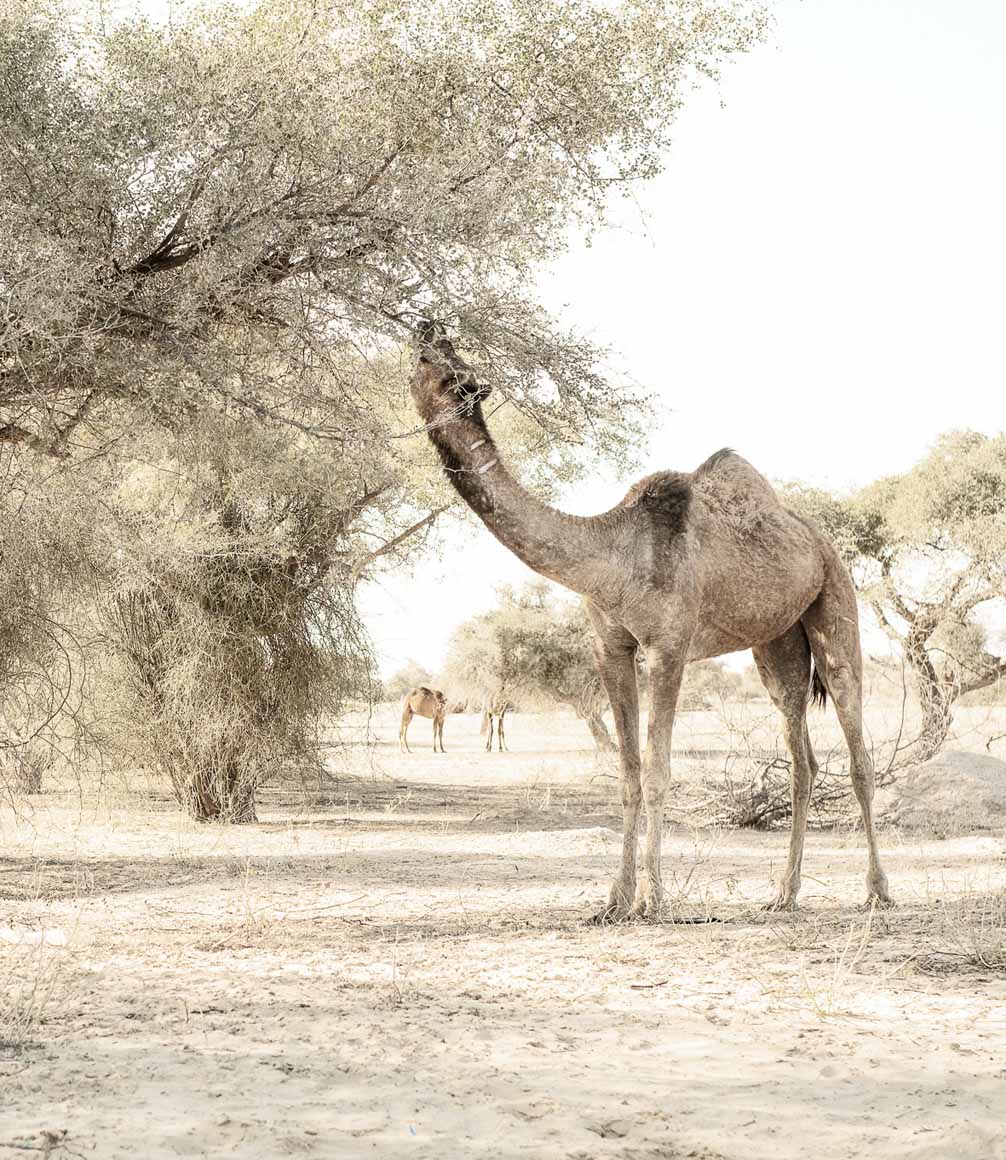 camel eating from tree in the thar desert in rajasthan, india