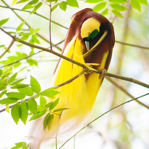 Lesser Bird of Paradise or Paradisaea minor cleaning feathers on tree. in indonesia