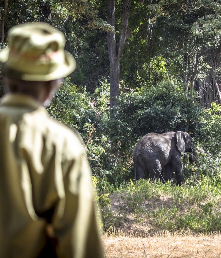elephant sighting on walking safari at kitich camp in kenya