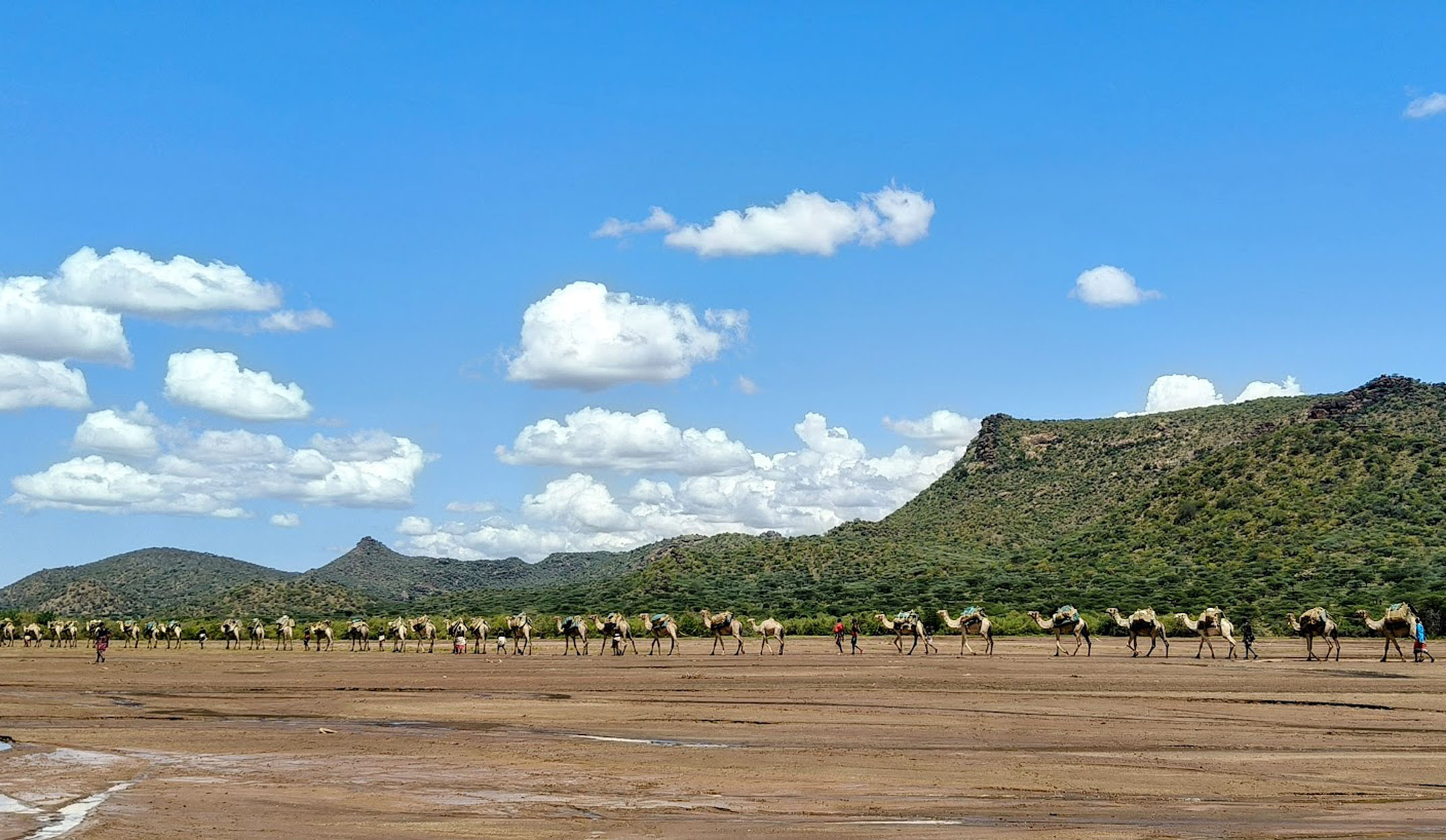 camel train walking through landscape of the milgis lugga