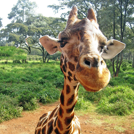giraffe in nairobi sanctuary