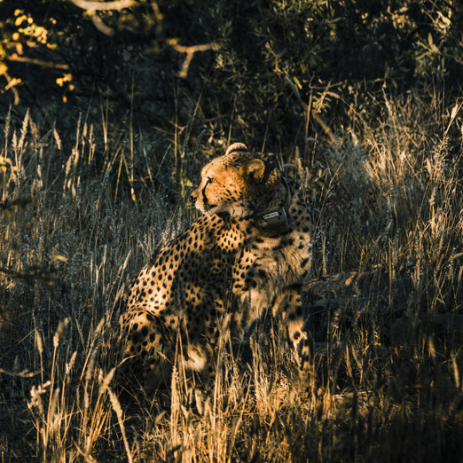 cheetah sighted at Omaanda camp in namibia